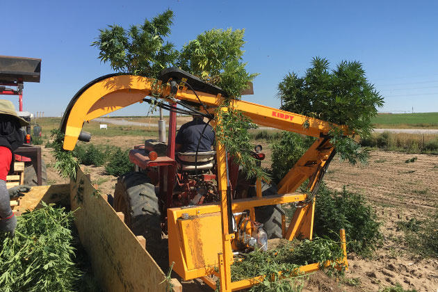 Récolteuse de canabis Kirpy RMTD