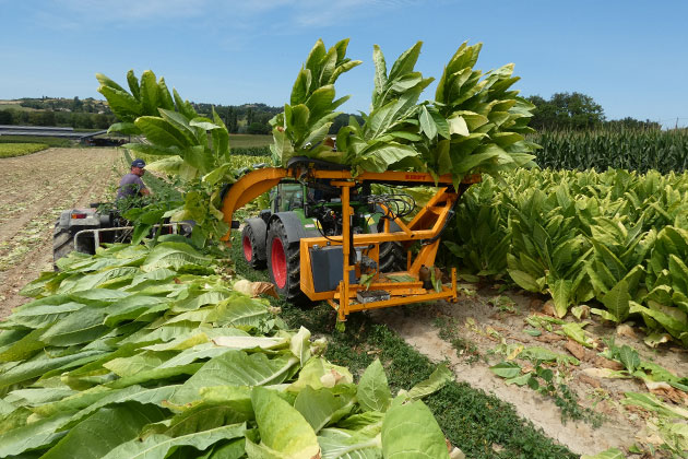 KIRPY Tobacco harvester RMTD