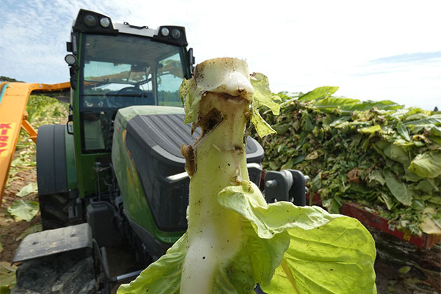 KIRPY Tobacco harvester RMTD