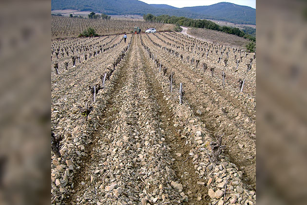 View of the vineyard after work with the windrower